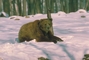 Grizzly Bear picture