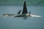 Killer Whale picture