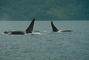 Killer Whale picture