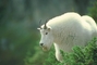 Mountain Goat picture