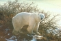 Polar Bear picture