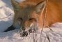 Red Fox picture