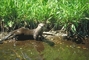 River Otter picture