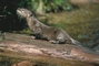 River Otter picture