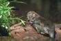 River Otter picture