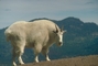 Rocky Mountain Goat picture