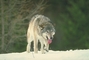 Wolf picture