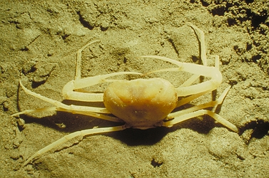 Cave Crab