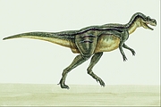 Albertosaurus Magnet