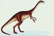 Anchisaurus Magnet