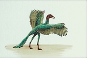 Archaeopteryx Magnet