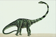 Barosaurus Magnet