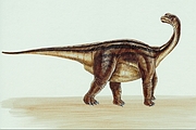 Camarasaurus Magnet