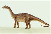 Cetiosaurus Magnet