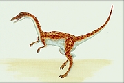 Coelophysis Magnet