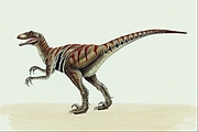 Deinonychus Magnet