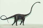 Mamenchisaurus Magnet