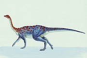 Massospondylus Magnet