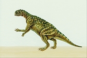 Psittacosaurus Magnet