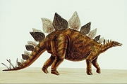 Stegosaurus Magnet