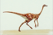 Struthiomimus Magnet