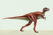 Tarbosaurus Magnet