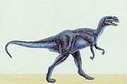 Yangchuanosaurus Magnet