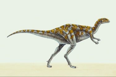 Dryosaurus