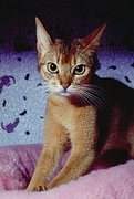 Abyssinian Poster