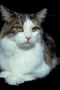 Maine Coon Poster