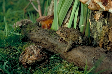 American toad