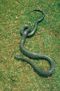 Black rat snake Poster