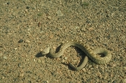 Black-tailed rattlesnake Poster