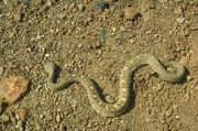 Black-tailed rattlesnake Poster