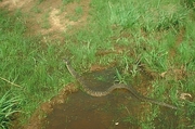 Brown water snake Poster