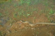 Brown water snake Poster