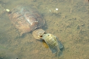 Common snapping turtle T-Shirt