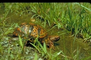 Eastern box turtle Poster