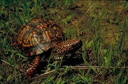 Eastern box turtle Poster