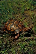 Eastern box turtle Poster