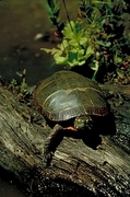 Eastern painted turtle Poster