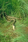 Garter snake Poster