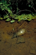 Musk Turtle Poster