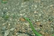 Smooth green snake Poster