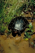 Spotted turtle T-Shirt