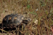 Texas tortoise T-Shirt