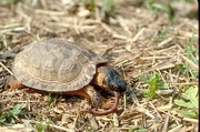 Wood turtle T-Shirt