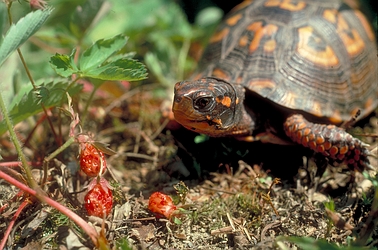 Eastern box turtle