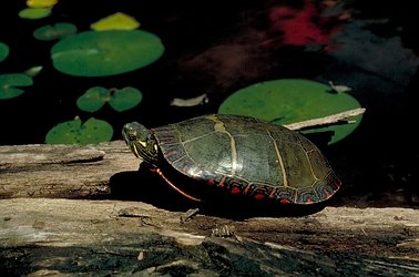 Eastern painted turtle