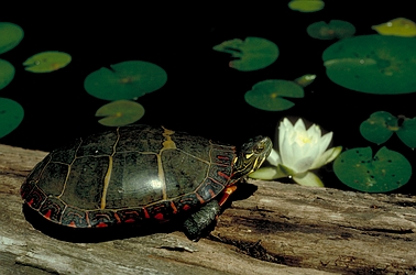 Eastern painted turtle